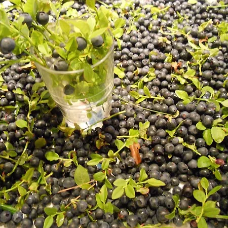 Lakehouse Saimaa Affittacamere Taipalsaari