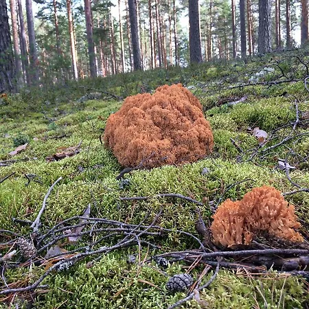 Lakehouse Saimaa 2*