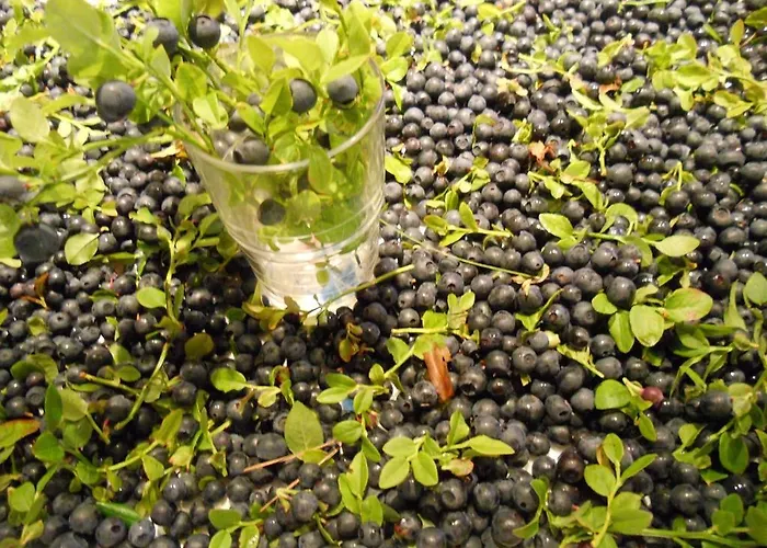 Lakehouse Saimaa Πανσιόν Taipalsaari